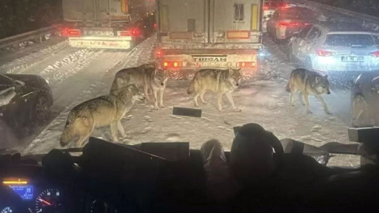 Gerçek mi, Yapay Zekâ mı? Bu Fotoğraf Sosyal Medyayı İkiye Böldü