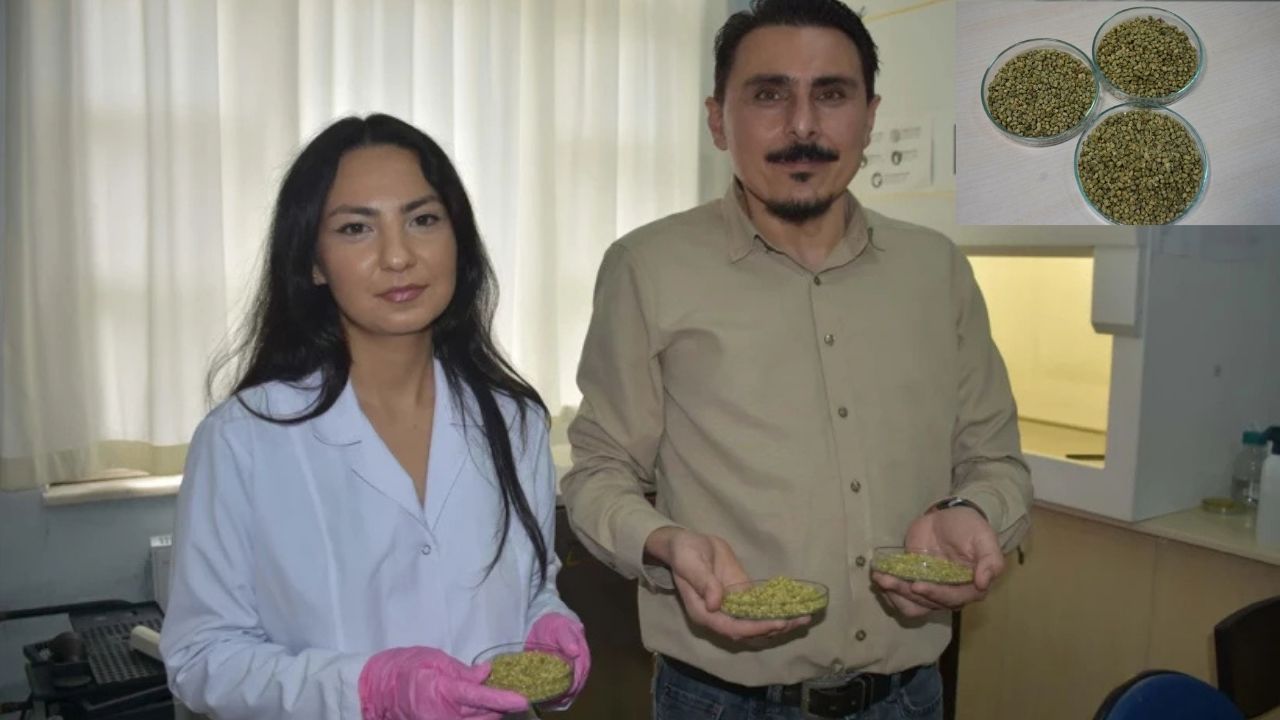 Evde Baharat Olarak Kullanılıyor: Kekik İçin Direnç Uyarısı