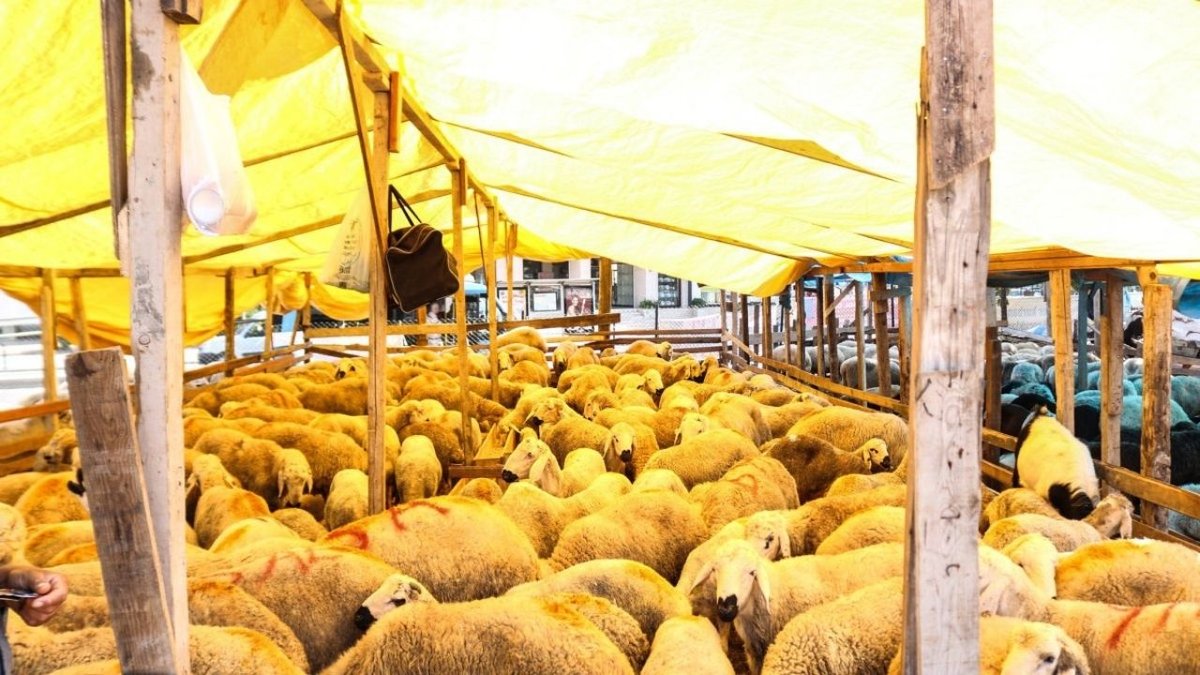 2026 Kurbanlık Fiyatları Belli Oldu: Küçükbaş ve Büyükbaş Fiyatları Ne Kadar?